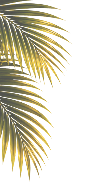 palm