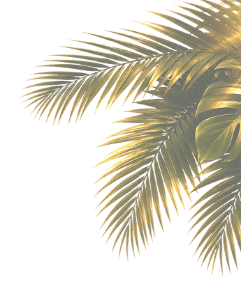 palm2