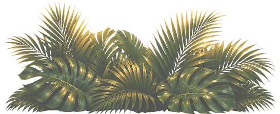 palm